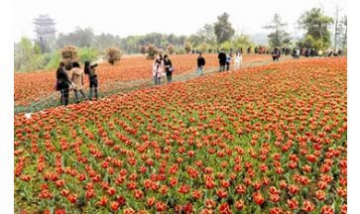 宜昌藍駿軟件有限公司全景圖