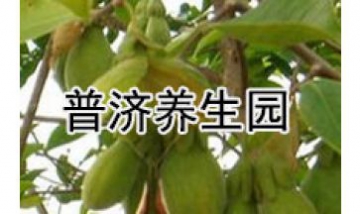 普濟(jì)養(yǎng)生園全景圖